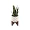 Flora Bunda® 12.5" Snake Plant in Ceramic Planter with Stand